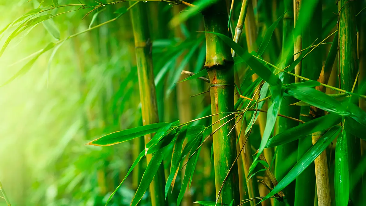 Bamboocolic